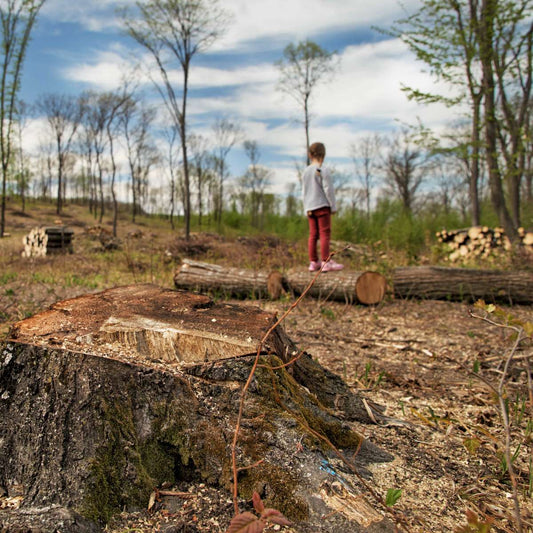 Forests in Danger: An Urgent Call to Action